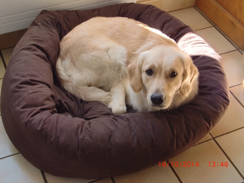 Izzy des garrigues de Ventabren